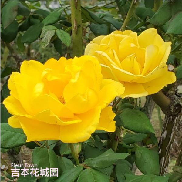 バラ苗 ヘンリーフォンダ ハイブリッドティー ローズ 黄色系 2年生 大苗 バラ 薔薇 ばら