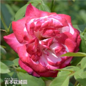 希少 薔薇苗 バラ苗 …2年 1鉢 吉本花城園 バラ苗 ハーモニー ハイブリッド