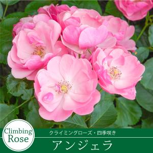 爆買 【早割予約中】 バラ苗 アンジェラ ツル...の詳細画像3