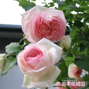 2年生バラ苗 ピエールドゥロンサール （ピンク） ツルバラ クライミング ローズ 大苗 つる バラ 薔薇 ばら