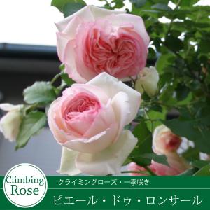 バラ苗 ピエールドゥロンサール ツルバラ クラ...の詳細画像3