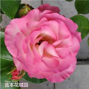 イングリッシュローズ開花大苗 吉本花城園 バラ苗 イングリッシュローズ大苗 ジ・アレンウィック