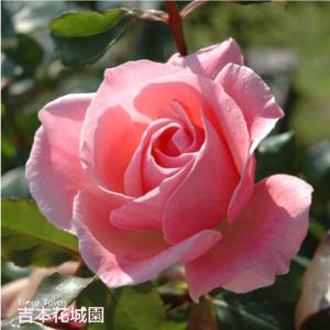 吉本花城園 イングリッシュローズ大苗 エグランタイン（マサコ