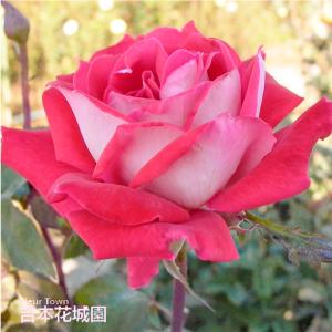吉本花城園 爆買 【早割予約中】 バラ苗 ハーモニー ハイブリッド