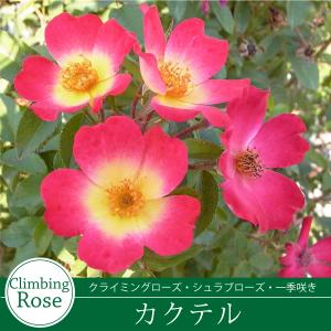 【早割予約中】 バラ苗 カクテル (コクテール...の詳細画像3