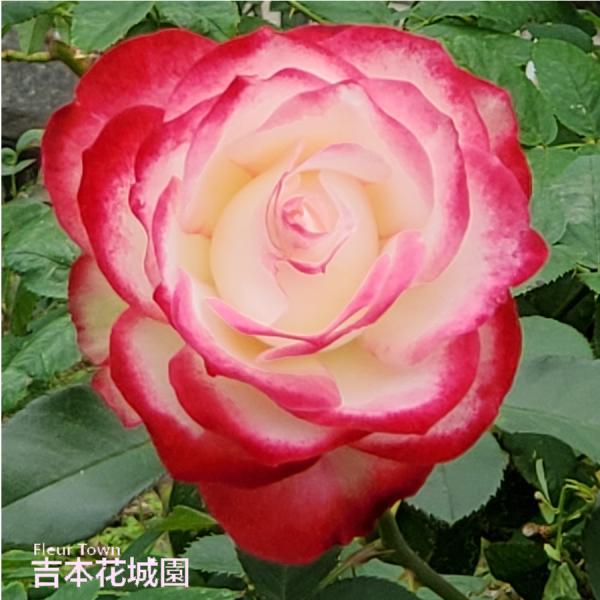 【予約】 バラ苗 ジュピレデゥプリンスドゥモナコ （ジュピレドプリンスドモナコ） フロリバンダ ロー...