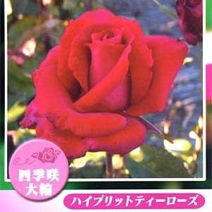 バラ苗 ローテローゼ 赤系 ハイブリッドティーローズ 冬剪定済み Rose09satou 16 Fleurtown吉本花城園 通販 Yahoo ショッピング