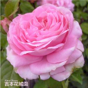 【早割予約中】 バラ苗 オウギュストルノアール ...の商品画像