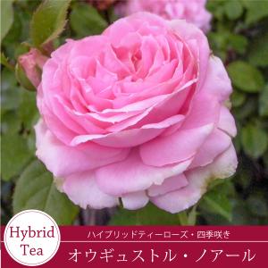 【早割予約中】 バラ苗 オウギュストルノアール...の詳細画像2