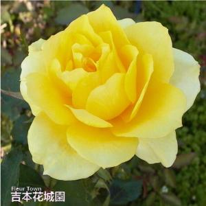 バラ苗 ゴールデンメダイヨン ハイブリッドティー ローズ 黄色系 2年生 大苗 バラ 薔薇 ばら