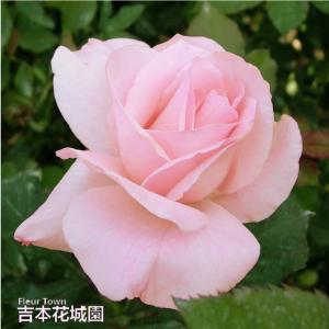 吉本花城園 バラ苗 ピンクフレンチレース フロリバンダ ローズ ピンク