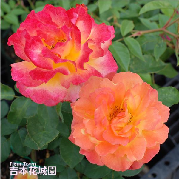 バラ苗 スヴニールドゥアンネフランク （アンネの思い出） フロリバンダ ローズ 複色系 2年生 大苗...