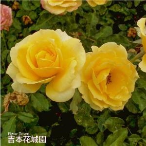 バラ苗 ゴールド・バニー フロリバンダ ローズ 黄色系 2年生 大苗 バラ 薔薇 ばら