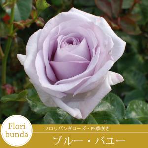 【早割予約中】 バラ苗 ブルーバユー フロリバ...の詳細画像4