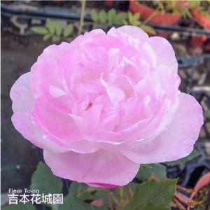 バラ苗 マダムピエールオジェ オールド ローズ ピンク系 2年生 大苗 バラ 薔薇 ばら