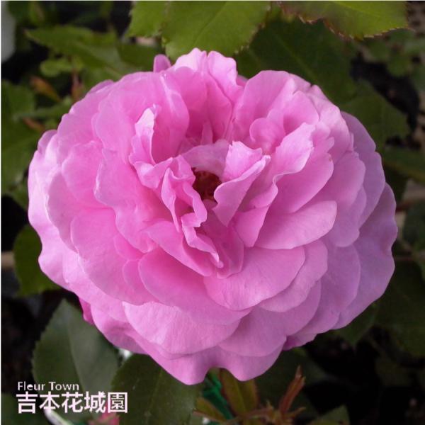 バラ苗 ルイーズオディエ （ルイーズオディ―ル） オールド ローズ ピンク系 2年生 大苗 バラ 薔...