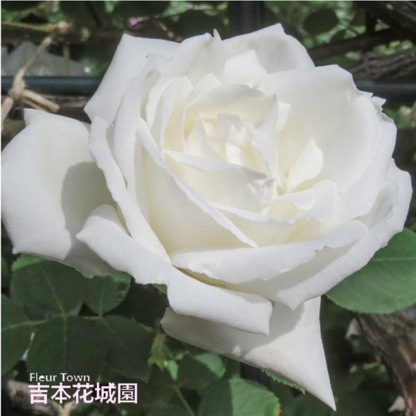 バラ苗 フラウカールドルシュキ つるバラ クライミング ローズ 白系 2年生 大苗 バラ 薔薇 ばら