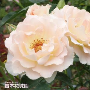 吉本花城園 【早割予約中】 バラ苗 プリンセスドゥモナコ ハイブリッド
