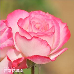 吉本花城園 バラ苗 イングリッシュローズ 大苗 ポートサンライト ER
