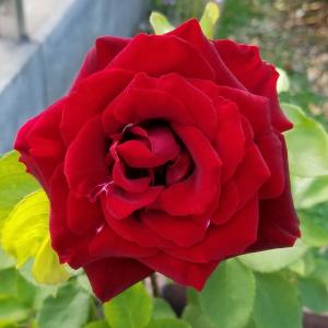 バラ 黒真珠 苗の商品一覧 通販 Yahoo ショッピング