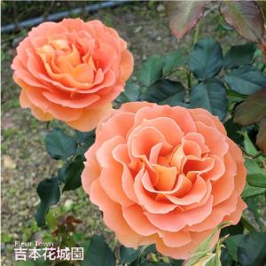 イングリッシュローズ開花大苗 吉本花城園 バラ苗 イングリッシュローズ大苗 ジ・アレンウィック