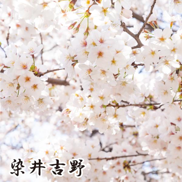 【ご予約品 12月上旬より順次発送】桜苗木 選べる9品種 お家でお花見 染井吉野 兼六園菊 楊貴妃 ...