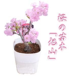 桜の苗木 「旭山」 一才桜 4号ポット さくら 花1本立ち 自宅でお花見楽しめる 桜盆栽 ♪