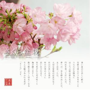桜の苗木 「旭山」 一才桜 4号ポット さくら...の詳細画像1