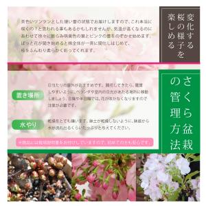 桜の苗木 「旭山」 一才桜 4号ポット さくら...の詳細画像3