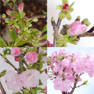 桜の苗木 「旭山」 一才桜 4号ポット さくら...の詳細画像4