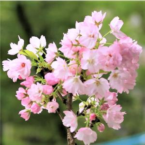 桜の苗木 「旭山」 一才桜 4号ポット さくら...の詳細画像5