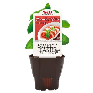 爆買 ハーブ苗 バジル 3号ポット スィートバジル S&B 肉 野菜苗 家庭菜園 ベランダ菜園｜FleurTown吉本花城園