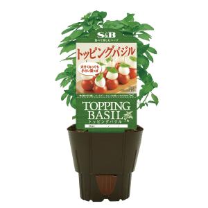 バジル 3号ポット 肉・野菜苗