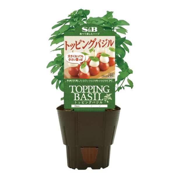 ハーブ苗 バジル 3号ポット トッピングバジル S&amp;B 肉 野菜苗 家庭菜園 ベランダ菜園