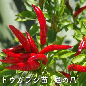 トウガラシ 3号 苗 鷹の爪 S&B 野...の商品画像