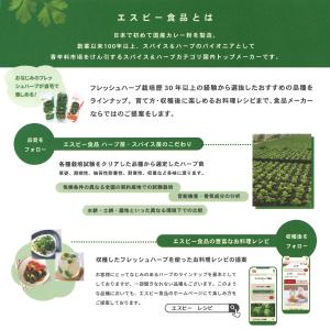 トウガラシ 3号 苗 鷹の爪 S&B ...の詳細画像1