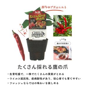 トウガラシ 3号 苗 鷹の爪 S&B ...の詳細画像2