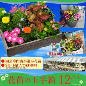 ★数量限定★ 花苗 お花の玉手箱 2セット注文で送料無料 園芸専門店が選ぶ 季節の お花 の 苗