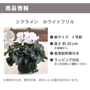 シクラメン ホワイト フリル フリンジ 4号鉢...の詳細画像4