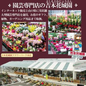 シクラメン ホワイト フリル フリンジ 4号鉢...の詳細画像5