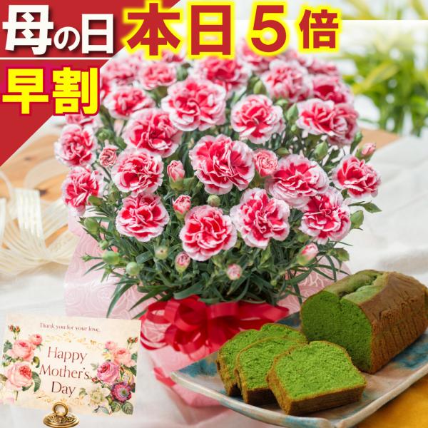母の日 ギフト 2026 花とスイーツ カーネーション いちごホイップ＆抹茶チーズケーキ お菓子付き...