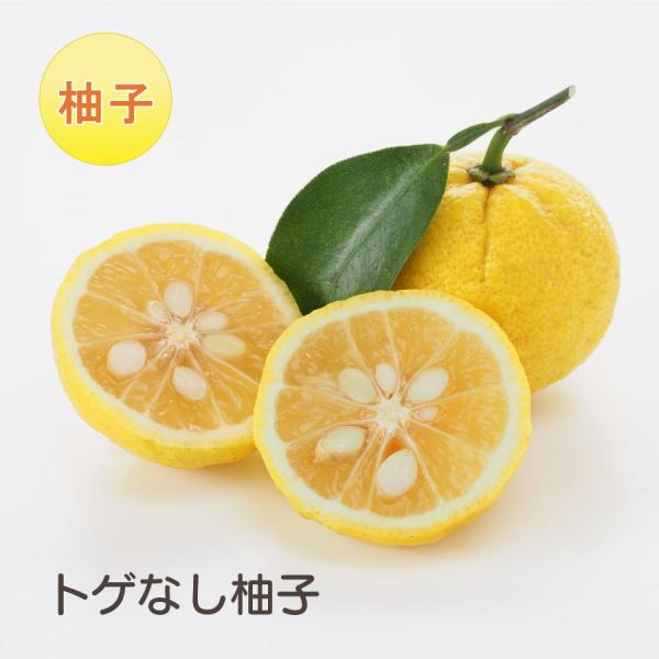 果樹 柚子 苗木 トゲなしゆず トゲなし 接木苗 接ぎ木 果樹苗 柑橘 柑橘苗木 果樹 植木 庭木