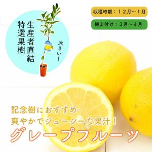 グレープフルーツ苗木の商品一覧 通販 Yahoo ショッピング