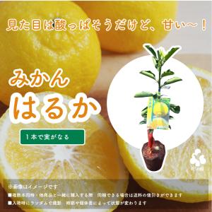 特選果樹苗★はるか（みかん）