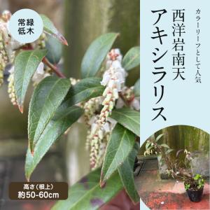 高野槇（コウヤマキ）No.03/2本〜6本組み（本数指定不可)40cm前後