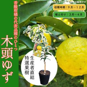 柚子 苗木 獅子柚子 （鬼柚子） 3年生接木大苗 シシユズ オニユズ 産地