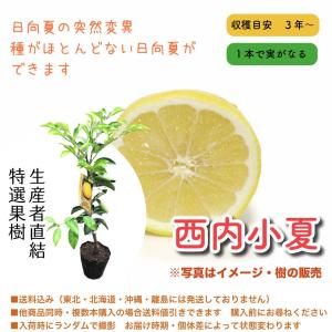 特選果樹苗 ★西内小夏