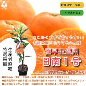 特選果樹苗★温州ミカン・日南１号