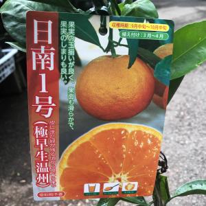 特選果樹苗★温州ミカン・日南1号の詳細画像1