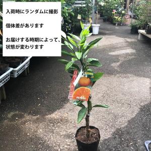 特選果樹苗★温州ミカン・日南1号の詳細画像2
